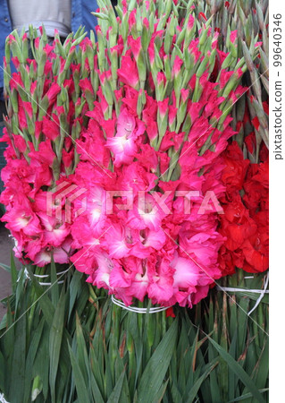 pink colored gladioluses flower on shop 99640346