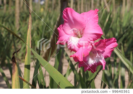 pink colored gladioluses flower on farm 99640361