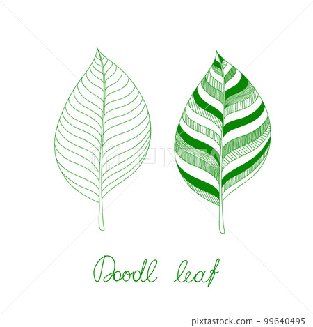 Doodles decoratives leaves on white background. Vector illustration. 99640495