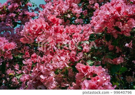 Flowers background. Beautiful nature scene with blooming flowers in sun flare. Blooming flowers festive background. pink flowers 99640796