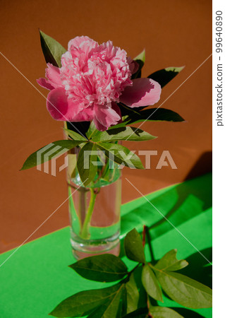 Beautiful peony flower on pink color in transparent Glass of water on isometric creative background. Fresh cut flowers green leaf for decoration home. Delivery flower 99640890