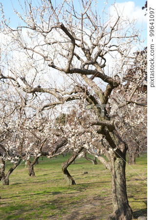 White plum White plum 99641097