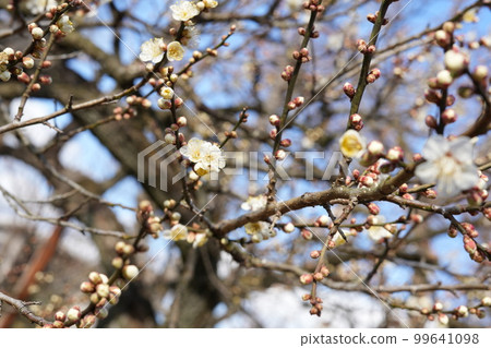 白梅 白梅 99641098