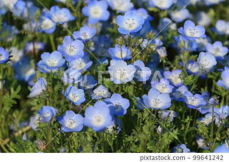 Nemophila blue flower 99641242