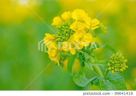 房子周圍的開花植物 不同的季節 房子周圍的開花植物 不同的季節 99641419