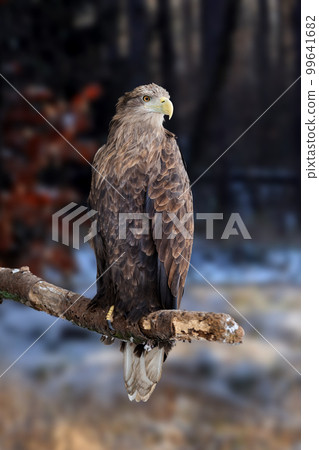 White-tailed eagle on branch in winter time White-tailed eagle on branch in winter time 99641682
