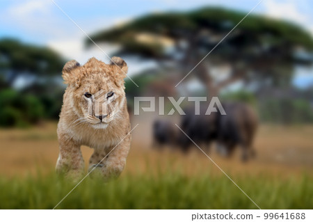 Lion cub in the background of elephant.  African savannah landscape 99641688