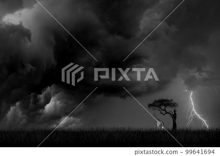 Giraffe under a tree against a background of a stormy sky with lightning 99641694