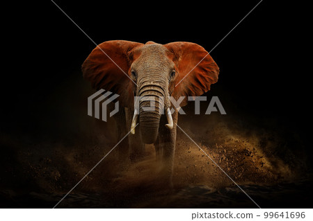 Amazing African elephant with dust and sand. A large animal runs towards the camera. Wildlife scene. Loxodonta africana 99641696