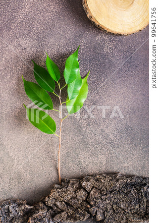 Branch with leaves on the bark of a tree on brown. The concept of protecting nature. Vertical view Branch with leaves on the bark of a tree on brown. The concept of protecting nature. Vertical view 99641756