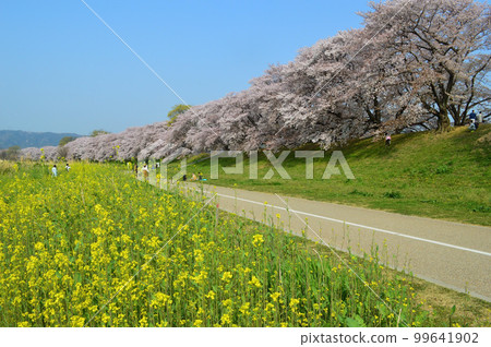 4 月,京都府八幡市 Sewaritei 一排排櫻花和油菜花 4 月,京都府八幡市 Sewaritei 一排排櫻花和油菜花 99641902