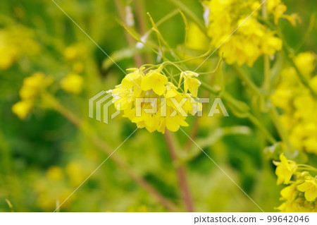 Rapeseed Fields in the Sky: Terraced Rice Fields in Arise, Kochi Prefecture 99642046
