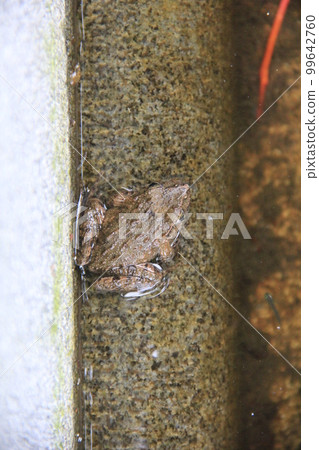 Tuchigaeru / 半浸在水中 99642760