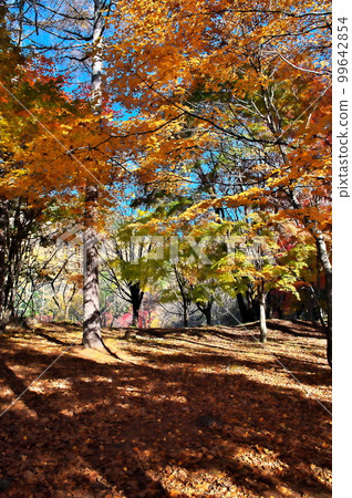 Autumn leaves maple pond Autumn leaves maple pond 99642854