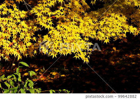 Autumn leaves maple pond Autumn leaves maple pond 99642882