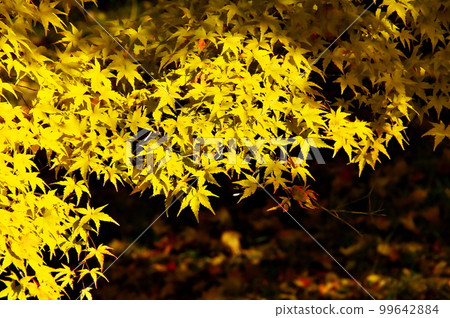 Autumn leaves maple pond Autumn leaves maple pond 99642884