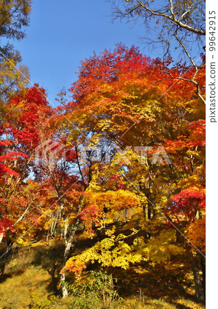 Autumn leaves maple pond Autumn leaves maple pond 99642915