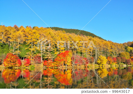 Autumn leaves maple pond 99643017