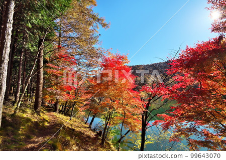 秋葉楓葉池 99643070