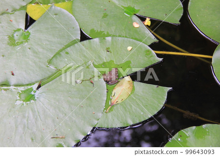 Tsuchigaeru/騎在漂浮在水面上的睡蓮葉上 99643093