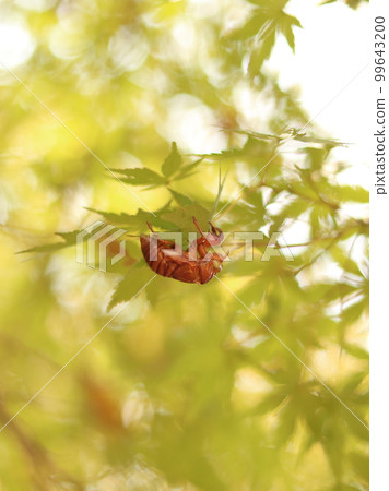 Cicada shell left in autumn 99643200
