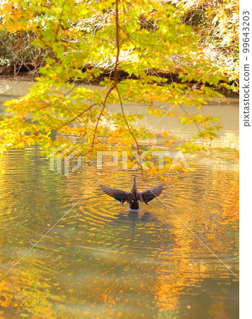 Ducks flapping their wings in a pond dyed in autumn colors Ducks flapping their wings in a pond dyed in autumn colors 99643203
