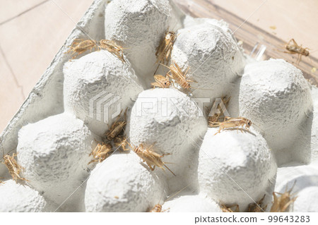 Image of breeding edible crickets Image of breeding edible crickets 99643283