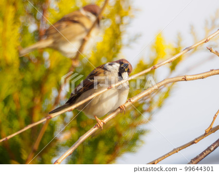 Sparrow tilting its head Sparrow tilting its head 99644301