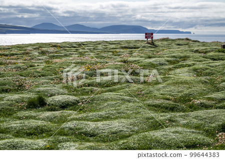 Beautiful bumpy grass at Downpatrick Head In County Mayo - Ireland Beautiful bumpy grass at Downpatrick Head In County Mayo - Ireland 99644383
