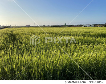 Rape flower Rape flower 99644852