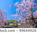 Edo Castle, Otemon gate and weeping cherry tree in Chiyoda-ku, Tokyo in March 99644928
