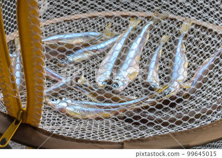 Smelt scooped in Lake Biwa and dried overnight Smelt scooped in Lake Biwa and dried overnight 99645015
