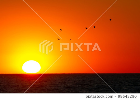 large flock of birds flying on the background of the solar dawn large flock of birds flying on the background of the solar dawn 99645280
