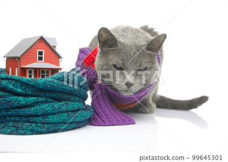 gray cat with a warm scarf next to a house model insulated with a knitted scarf gray cat with a warm scarf next to a house model insulated with a knitted scarf 99645301