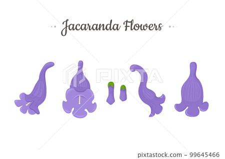 Jacaranda Mimosifolia tree. Purple Flowers and buds set. Jacaranda Mimosifolia tree. Purple Flowers and buds set. 99645466