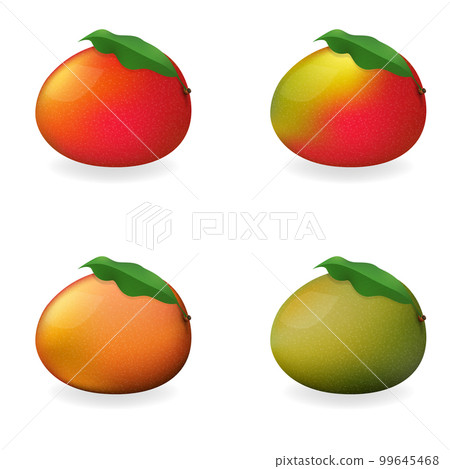 Ripe and row mangoes set vector illustration. Ripe and row mangoes set vector illustration. 99645468