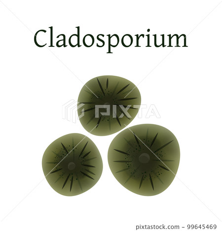 Cladosporium mold vector illustration isolated on white background. Cladosporium mold vector illustration isolated on white background. 99645469