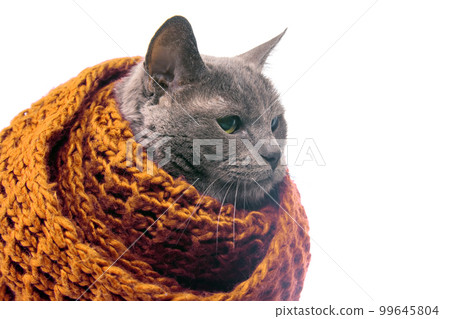Gray cat in a colorful knitted warm scarf on a white background. Warmth and comfort of pets 99645804