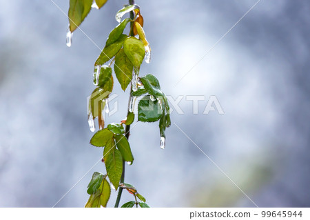 Icicles on icy tree branches. temperature swing season and winter weather in autumn 99645944