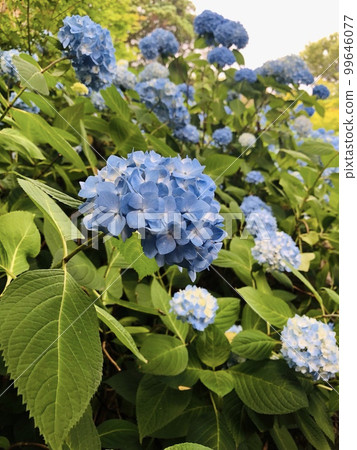 Cute hydrangea flower Cute hydrangea flower 99646077