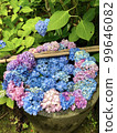 繡球花 99646082