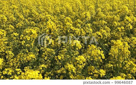 盛開的油菜花〉 盛開的油菜花〉 99646087