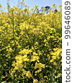 春天油菜花盛開 99646089