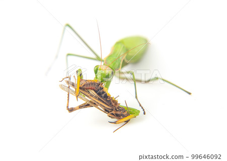 praying mantis eats a grasshopper close-up on a white background. praying mantis eats a grasshopper close-up on a white background. 99646092