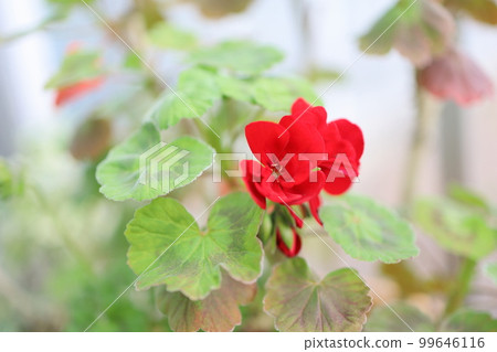 紅色盛開的天竺葵 紅色盛開的天竺葵 99646116