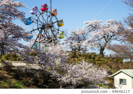 Senjyama公園櫻花和摩天輪 Senjyama公園櫻花和摩天輪 99646217