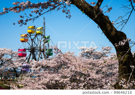 Sakura and Ferris wheel of Senjyama park Sakura and Ferris wheel of Senjyama park 99646218