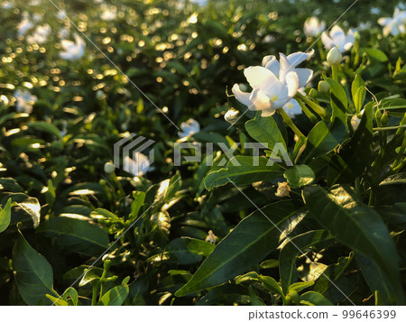 Selective focus on the green leaves of bush with the blossom white flowers in the outdoor garden 99646399