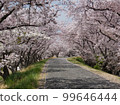 Cherry blossom trees in full bloom 99646444