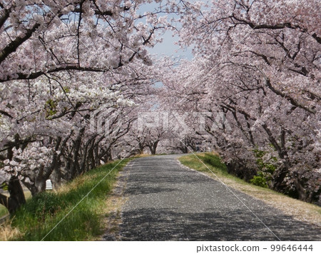 Cherry blossom trees in full bloom Cherry blossom trees in full bloom 99646444
